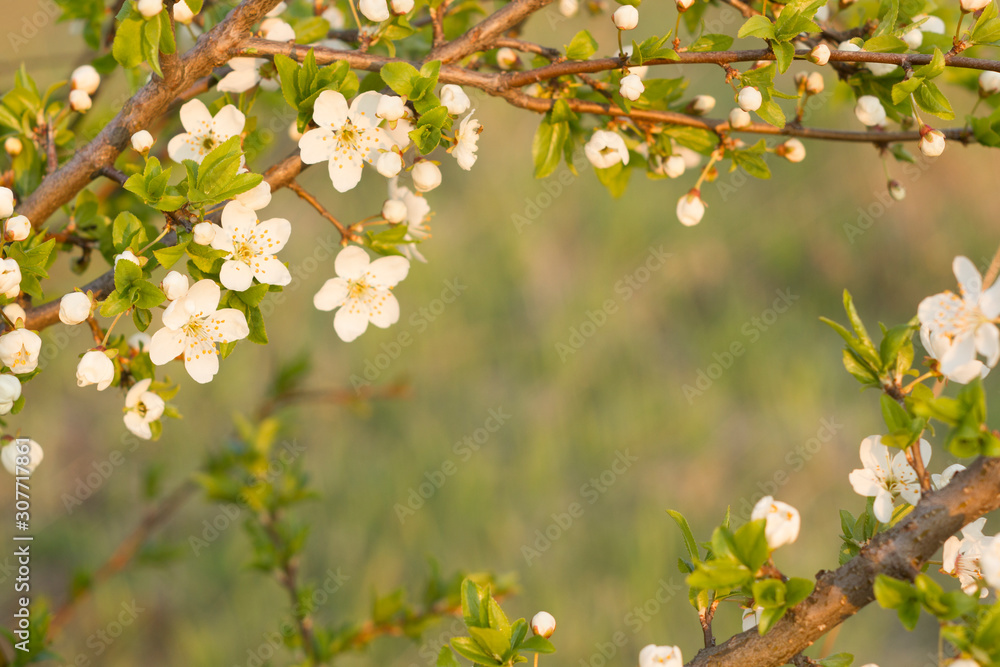 Frame with blossoming spring flowers on branches. Artistic nature backdrop Frame with blossoming spring flowers on branches. Artistic nature backdrop