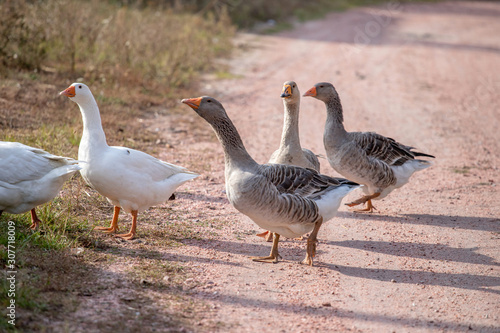 geese go down the trail