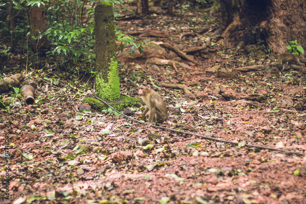 Monkey in the jungle Monkey in the jungle
