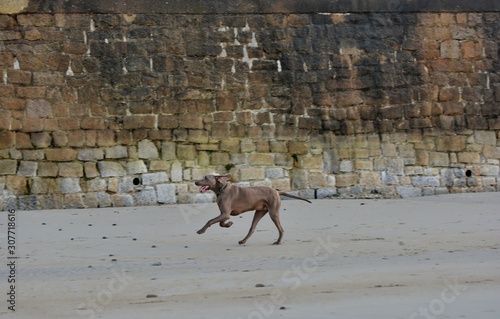 A dog who si playing on a beach in Brittany