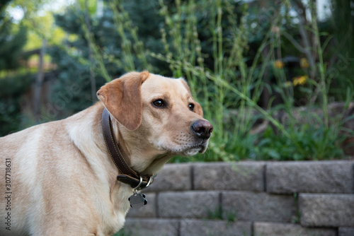 Playful Yellow Labrador Retriever playing in a back yard.