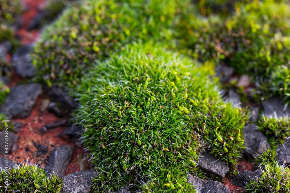 green moss on a tree green moss on a tree