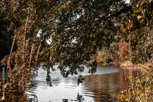 autumn in the park