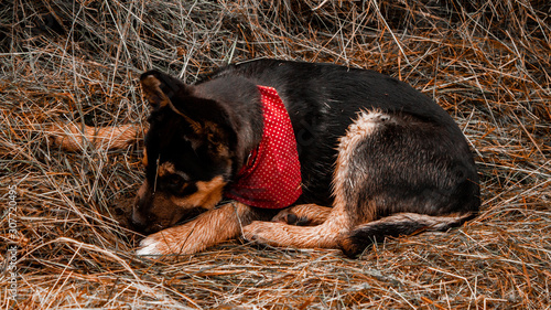 dog in straw