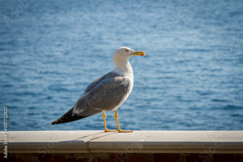 Close-up Seagull standing Against the sea © Alexey Oblov
