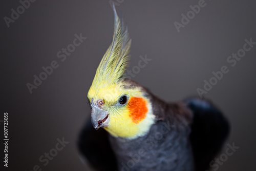 Closeup shot of a cute cockatiel parrot on a blurred background