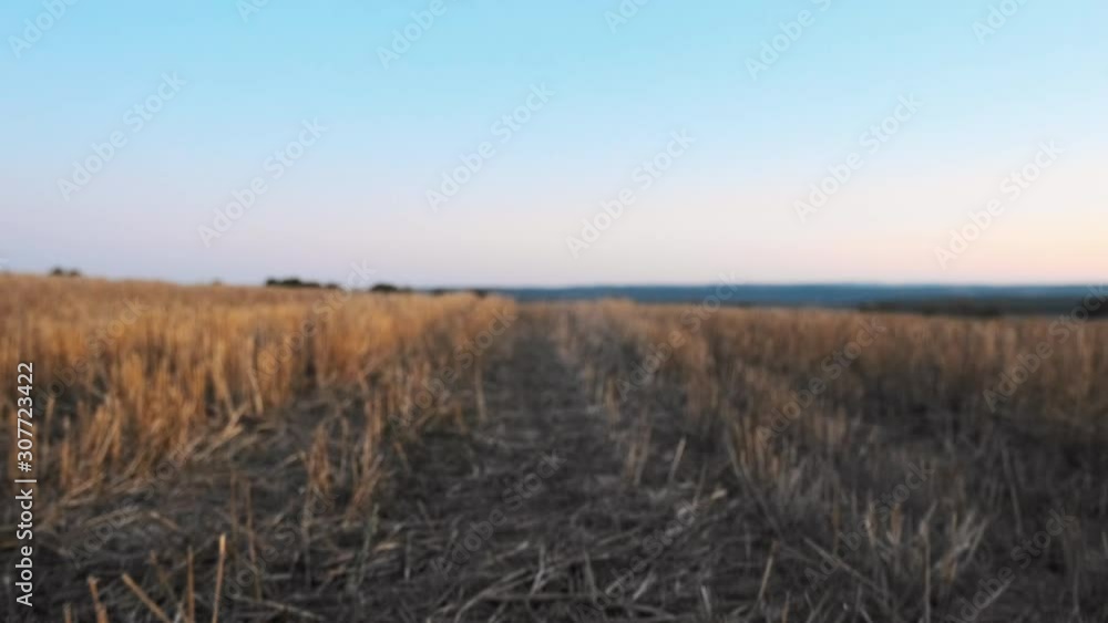 Slow motion camera zooms in front of a Jack Russell Terrier breed dog running forward, bouncing from side to side along an agriculturally mowed field of wheat on sunset. Family pet walking outdoors Slow motion camera zooms in front of a Jack Russell Terrier breed dog running forward, bouncing from side to side along an agriculturally mowed field of wheat on sunset. Family pet walking outdoors