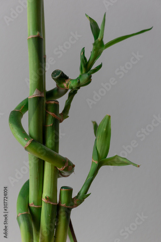 Fototapeta Naklejka Na Ścianę i Meble -  Close-up Shot of a Green Baby Bamboo Plant Against a Grey Background