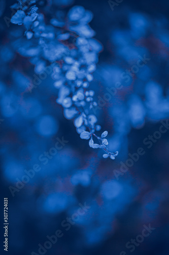 Classic Blue color. Color of the year 2020. Trendy color. New color of the year. Blue trendy color. Toned blue color. Nature leaves water drops blue color tone. Cold winter. Cold blue tone. Snowy tone © Regina Foster