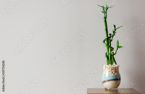 Wide Shot of a Green Baby Bamboo Plant Against a Grey Background