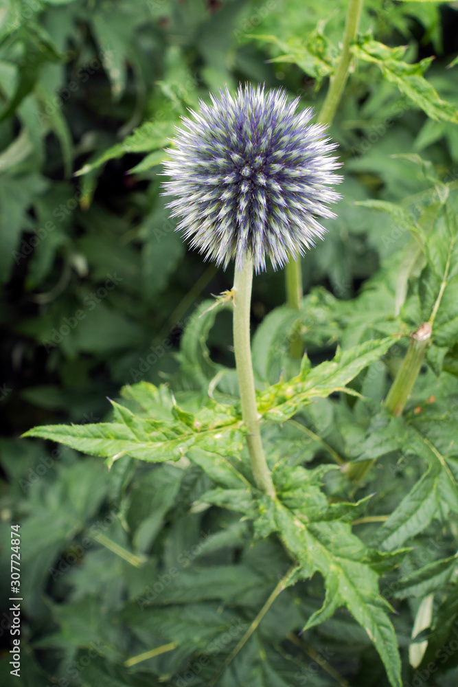 Globe thistle (Echinops) blue flower Globe thistle (Echinops) blue flower