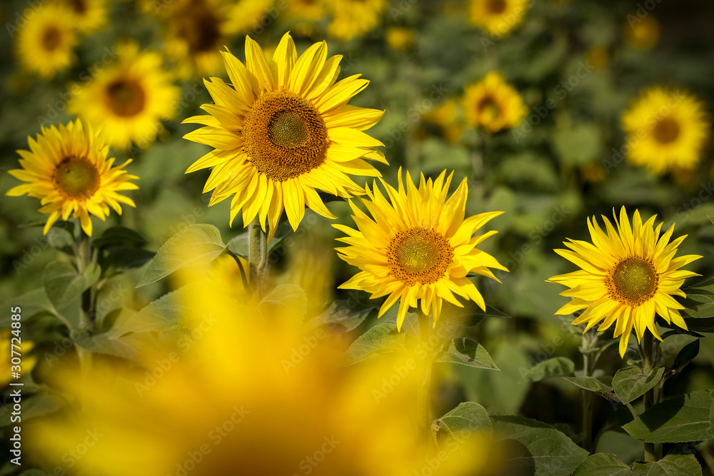 Sunflower natural background. Closeup view of sunflowers in bloom. Sunflower texture and background for design. Organic and natural sunflowers. Sunflower natural background. Closeup view of sunflowers in bloom. Sunflower texture and background for design. Organic and natural sunflowers.
