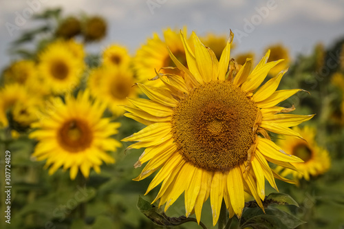 Sunflower natural background. Closeup view of sunflowers in bloom. Sunflower texture and background for design. Organic and natural sunflowers.