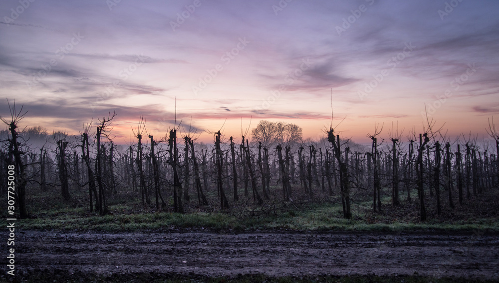 Apple orchard in winter at sunset, Kent, England