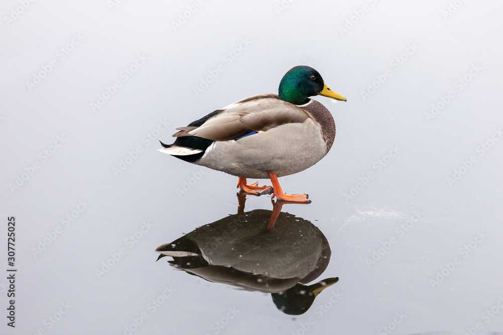 Obraz premium Duck close-up walking on a frozen lake with reflection