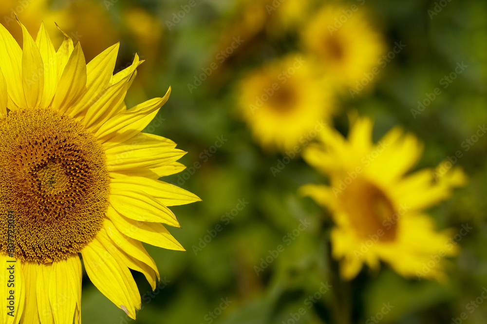 Fototapeta premium Sunflower natural background. Closeup view of sunflowers in bloom. Sunflower texture and background for design. Organic and natural sunflowers.