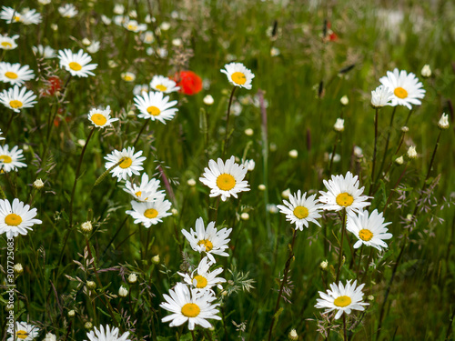 British Wildflowers near the Beach at Southwold