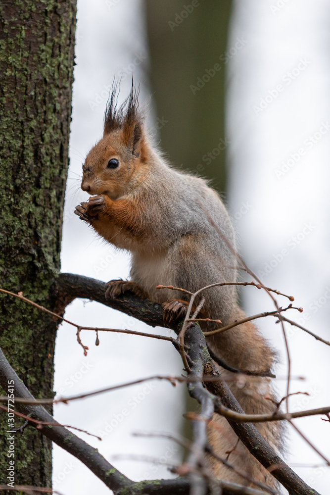 Fluffy squirrel sits on a tree and eats a nut Fluffy squirrel sits on a tree and eats a nut
