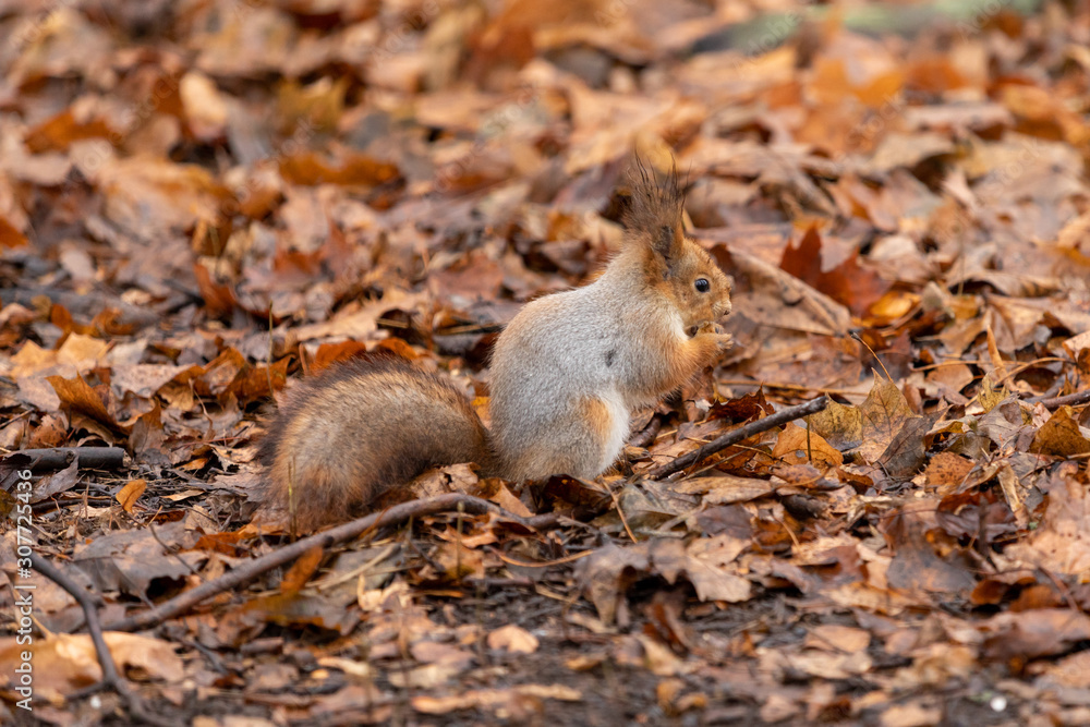 Squirrel closeup in the autumn forest among the fallen leaves eating a nut Squirrel closeup in the autumn forest among the fallen leaves eating a nut