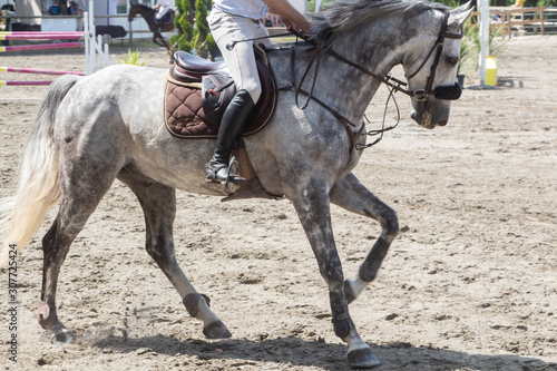Man riding a gray horse at gallop