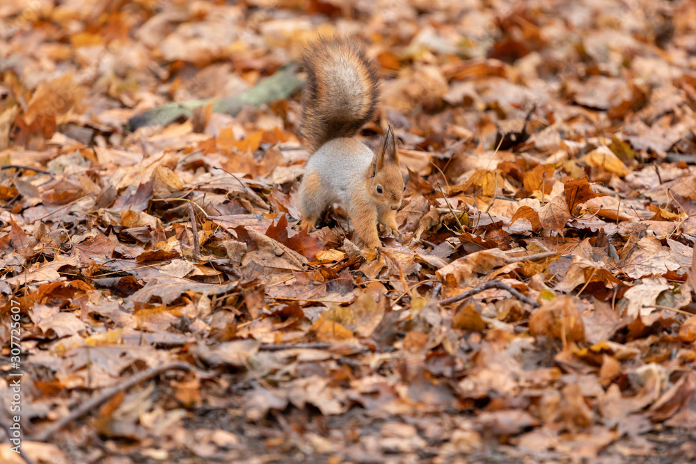 Squirrel closeup in the autumn forest among the fallen leaves eating a nut Squirrel closeup in the autumn forest among the fallen leaves eating a nut