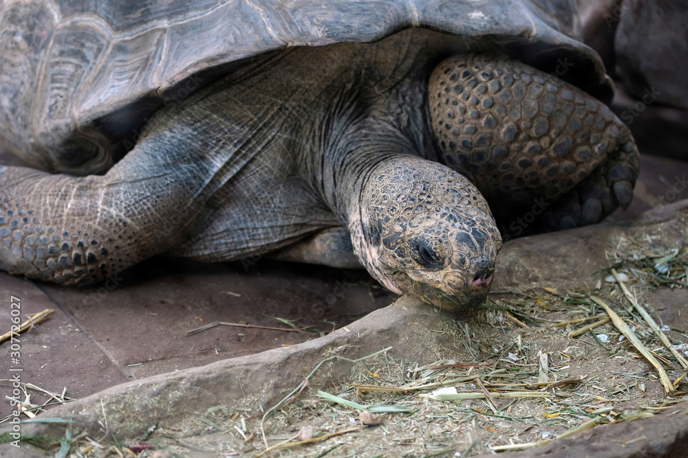 Obraz premium Galapagos Giant Tortoise (Chelonoidis nigra) in the Bioparc Fuengirola