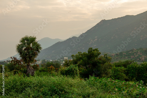 View of Palm tree in foreground and rural area with mountain background with focus set on Palm tree.