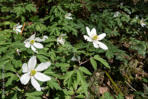 Wood Anenome (Anemone nemorosa)