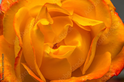 Orange Pinata Climbing Rose Blooming Macro Washington