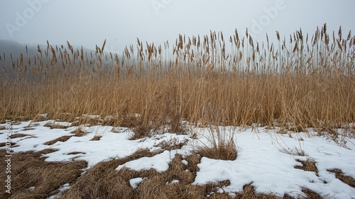 melting snow in the meadow and dry reeds on a cloudy day, landscape in the countryside.