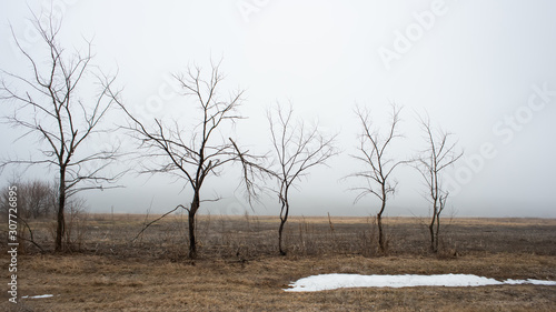 snow and trees in a meadow in cloudy weather on a background of haze and fog. Early spring.