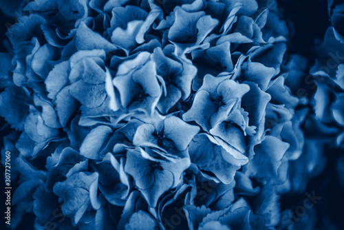 Close up of hydrangea flowers blue toned