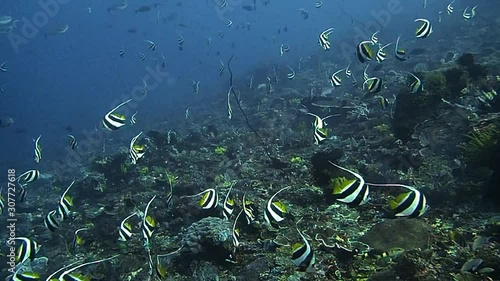 a school of bannerfish photo