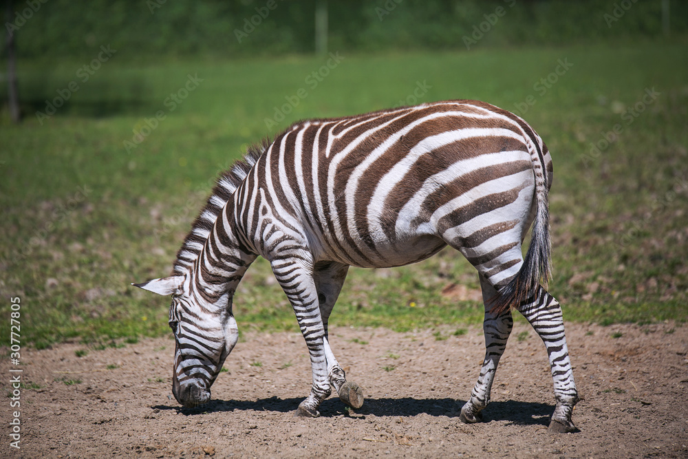A striped zebra, a black white-striped horse is eating something on a green field on a sunny summer day. Animal world. A striped zebra, a black white-striped horse is eating something on a green field on a sunny summer day. Animal world.