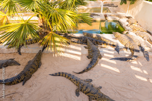 Nile crocodiles bask in the sun and swiming in the pond. Crocodile farm in Tunisia.