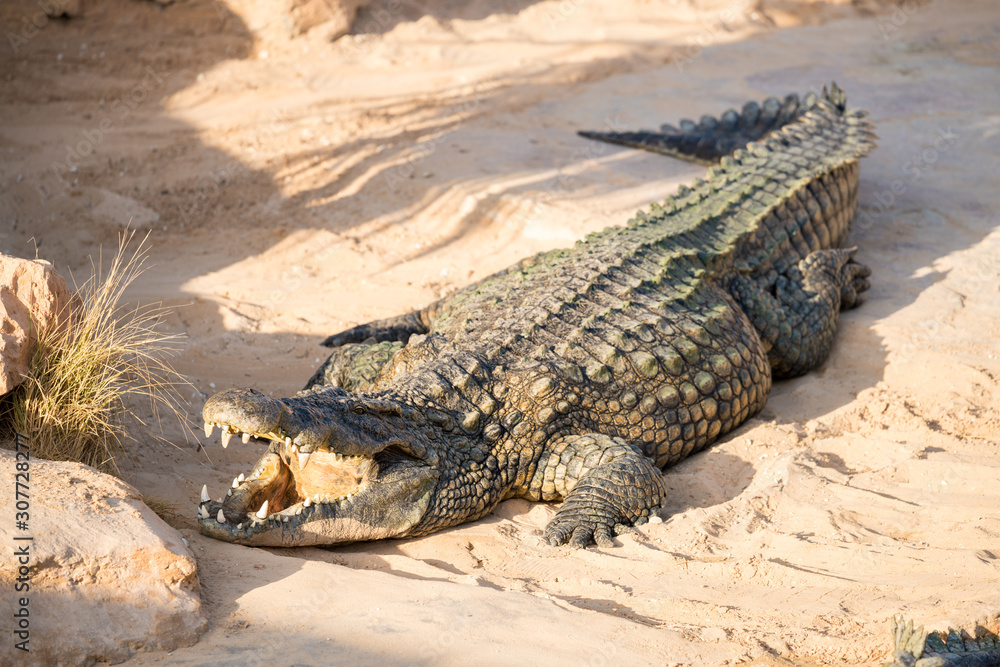 Nile crocodile with open jaw bask in the sun. Crocodile farm in Tunisia. Nile crocodile with open jaw bask in the sun. Crocodile farm in Tunisia.