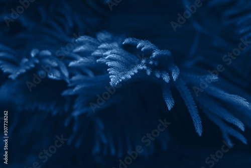 Fir tree branches toned blue background. Beautiful trendy background, 2020.