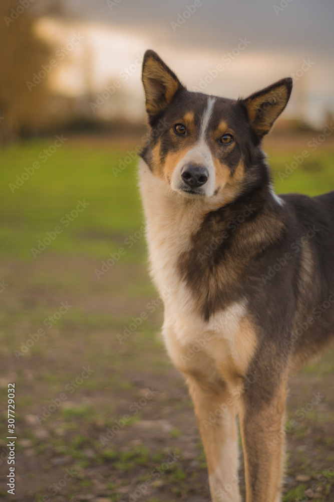 Perro en el campo del sur Perro en el campo del sur