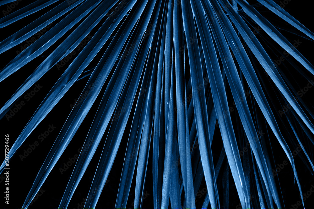 Obraz premium Blue palm leaves close-up.