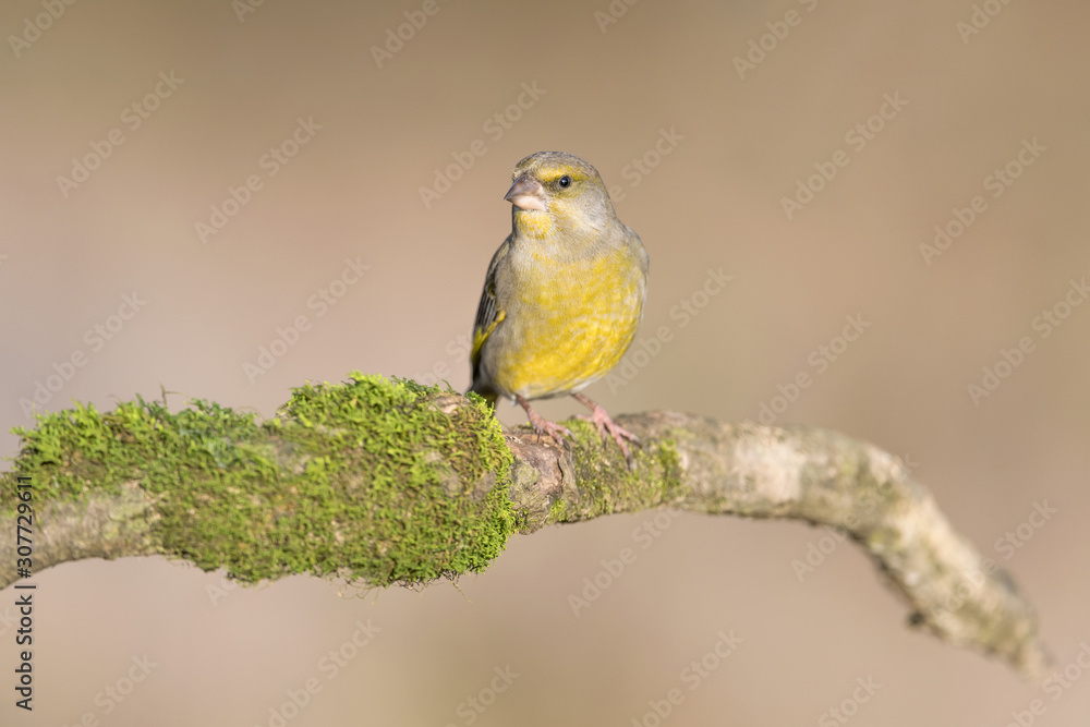 Obraz premium The beautiful Greenfinch (Chloris chloris)