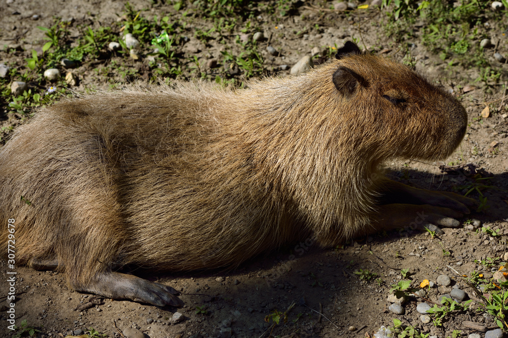 Lounging South American Capybara the largest rodent in the world Lounging South American Capybara the largest rodent in the world