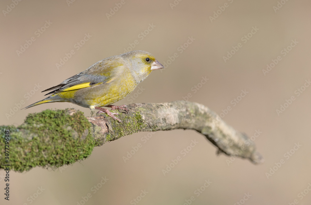 Obraz premium Portrait of European greenfinch (Chloris chloris)