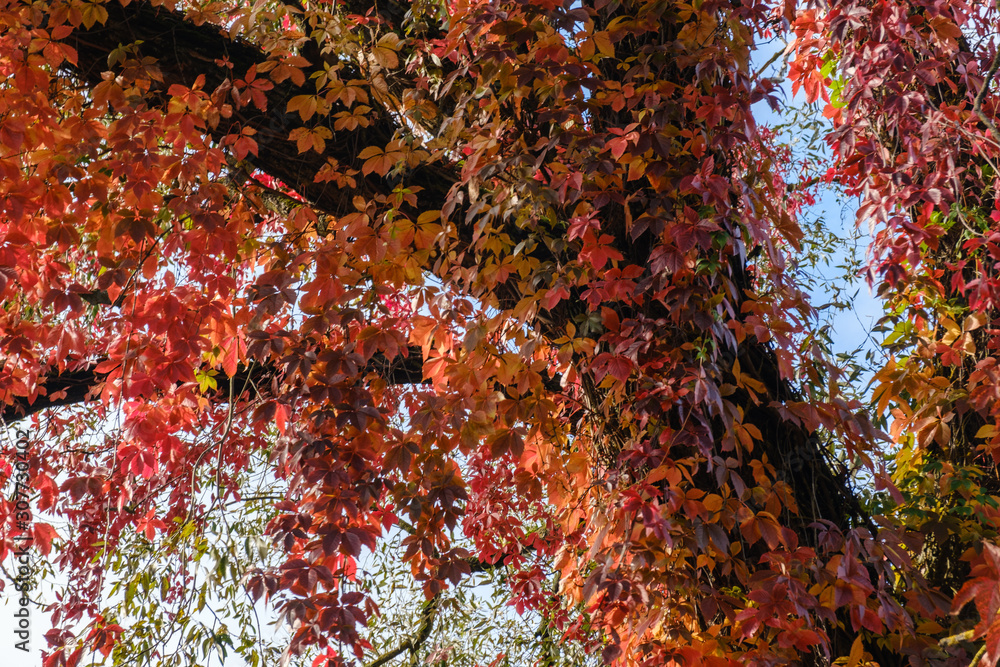 Colorful Autumn Parthenocissus quinquefolia, Virginia Creeper, Wild Grape. Abstract Red and Orange Autumn Leaves Background. Colorful Autumn Parthenocissus quinquefolia, Virginia Creeper, Wild Grape. Abstract Red and Orange Autumn Leaves Background.
