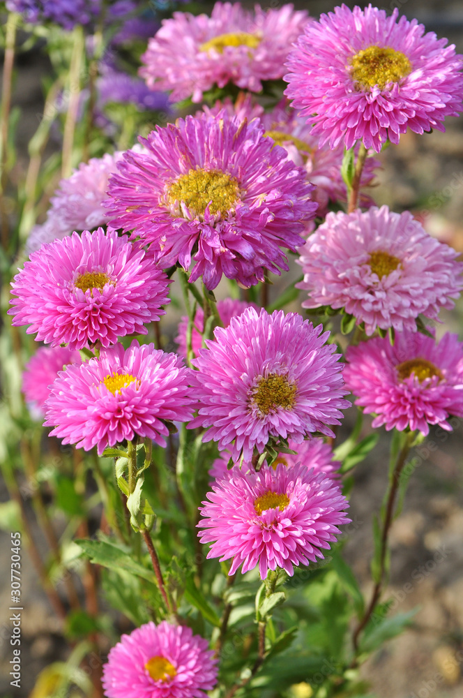 Obraz premium The flower beds grow asters