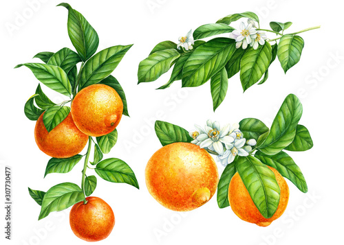 Mandarin branches with green leaves, flowers on an isolated white background, watercolor illustration, collection of citrus fruits, orange, botanical painting