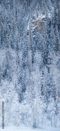 Winterwald - Winter Forest © Stefan