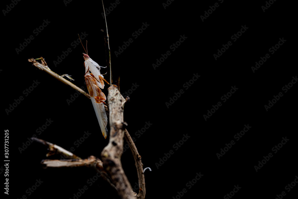 Naklejka premium praying mantis on green background