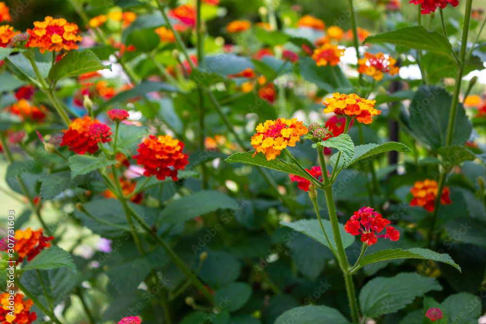 red and yellow Colorful Flower, Lantana camara Linn, Weeping Lantan