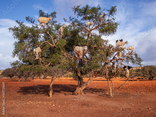 Árbol de argán con las cabras trepando encima