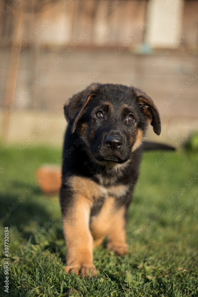 portrait of puppy portrait of puppy